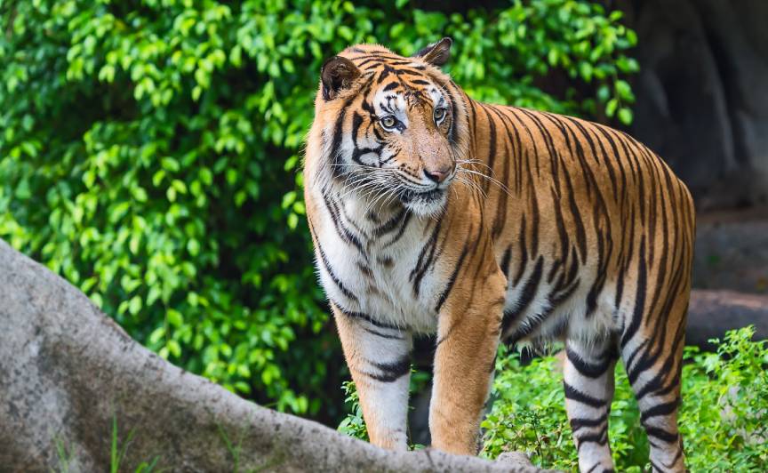 03 Days Jaipur Ranthambore Tour