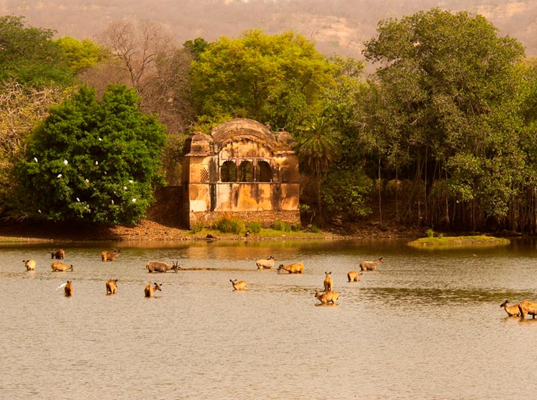 05 Days Jaipur Ajmer Pushkar Ranthambore Tour